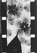Stan Brakhage: Anticipation of the Night and selected shorts